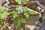 Wood anemone